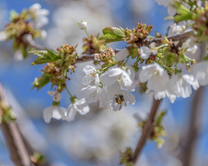 Honey bee missing concept or disappearing bees message sign as an agriculture symbol for farming pollination crisis as the decline and vanishing pollinating insects.