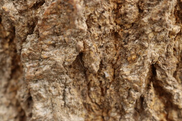 bark of a tree