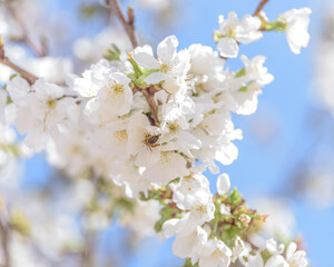 bee in flight on cherry blossom. The problem of the disappearance of bees.