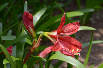ヒペアスケリア　アマリリス