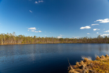 Small swamp lake in the wild pine forest in spring in Belarus.