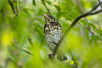 11.05.2022 Kielce . Mlody kwiczol (Turdus pilaris) . © malekimage