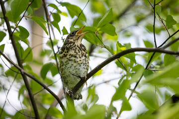 11.05.2022 Kielce . Mlody kwiczol (Turdus pilaris) .