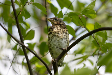 11.05.2022 Kielce . Młody kwiczoł (Turdus pilaris) . © malekimage