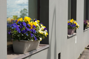 flowerbed with flowers on the windowsill in the city