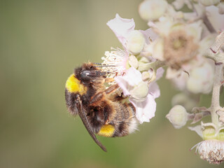 Macro of a bee sucken pollen