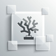 Grey Coral icon isolated on grey background. Square glass panels. Vector