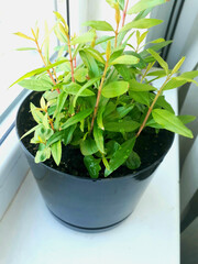 fresh herbs in a bowl