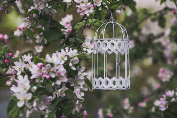 A beautiful, white, decorative metal bird cage hanging in a sunny summer garden on a blooming apple tree. A postcard for design.