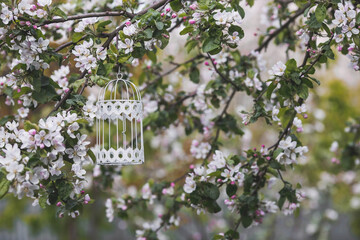A beautiful, white, decorative metal bird cage hanging in a sunny summer garden on a blooming apple...