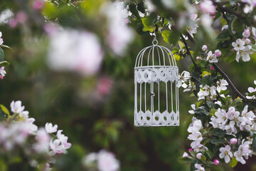 A beautiful, white, decorative metal bird cage hanging in a sunny summer garden on a blooming apple...