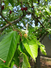 green apple on a tree