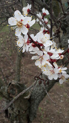 flowers in the garden