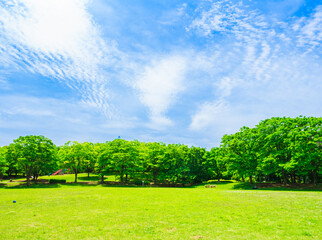 青空と新緑の公園