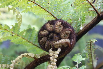 young fern