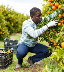 Successful male owner of citrus farm gathering harvest of ripe mandarins .. © JackF
