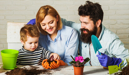 Little helper son assists mother and father planting flower. Family home gardening. Care for plants.