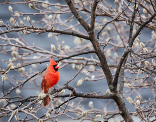 Close up of bright red cardinal bird sitting on tree branch in spring.