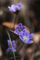Close up of tiny purple wild flowers blooming in woods on spring day.