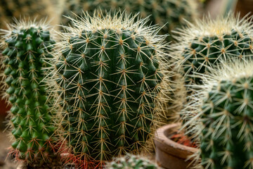 Echinocactus grusonii ,Golden Barrel Mother-in-law's cushion ,seat ,golden ball cactus .California barrel cactus in family Cactaceae ,Caryophyllales and is endemic to east-central Mexico ,small flower