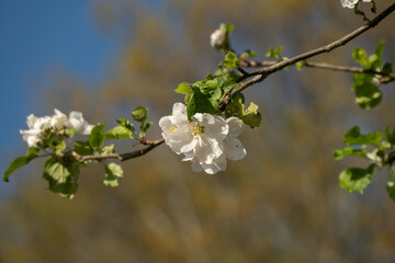 tree blossom