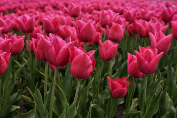 tulips in the garden
