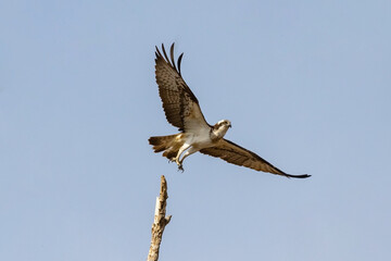 Fototapeta na wymiar Osprey (Pandion haliaetus) aka sea hawk, fish eagle or fish hawk, is a fish-eating bird of prey flying in the blue sky. 