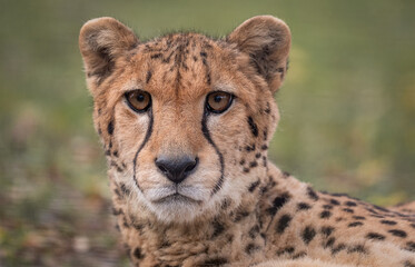 Gepard