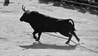 una foto de un toro bravo español en blanco y negro