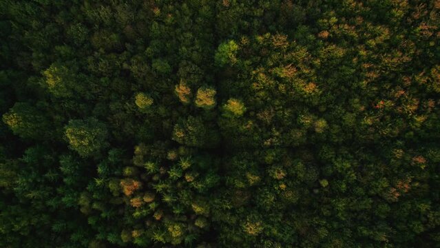 Drone Into Dense Forest In Autumn