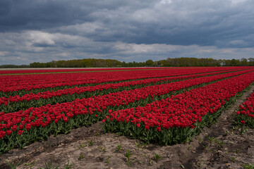 field of tulips