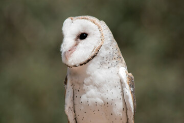 this is a close up of a barn owl looking out for danger