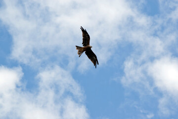 The Black Kite is a medium-sized raptor. From a distance, it appears almost black, with a light brown bar on the shoulder