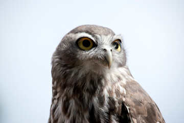 the barking owl has large bright yellow eye surrounded by a black line. his upperparts are brown coarsely spotted white