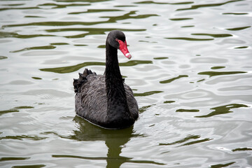 the black swan is swimming in a lake