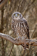 the barking owl is perched in a tree looking out for danger