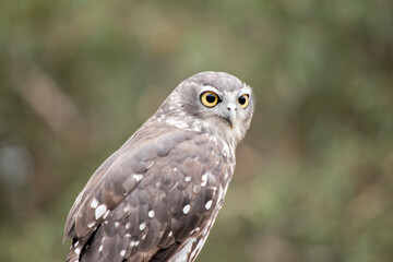 the barking owl gets it name as it sound like a dog barking