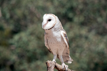 the barn owl is perched on a branch