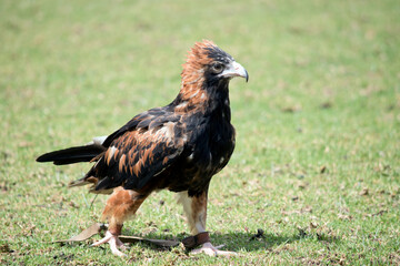 this is a side view of a black breasted buzzard walking on grass