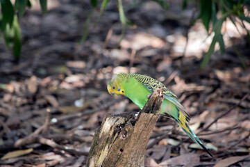 the budgie is yellow and green parakeet