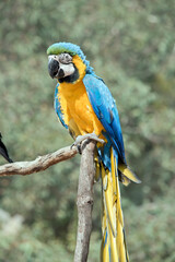 the blue and gold macaw is sitting on a perch. it is a large parrot