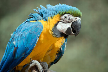 this is a close up of a  blue and gold macaw is sitting on a perch