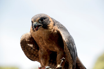 A medium-sized falcon, the Australian Hobby has long, narrow, pointed, scythe-shaped wings and a long, square-cut tai