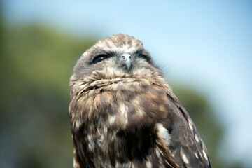 The Southern Boobook is the smallest and most common owl in Australia. Like other owl species, the Southern Boobook is nocturna