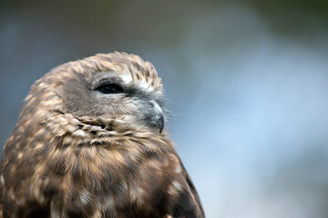 the boobook plumage, which is dark chocolate-brown above and rufous-brown below, heavily streaked and spotted with white