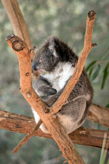 the koala is in the fork of the tree