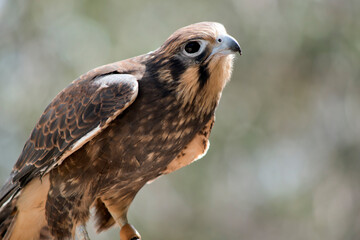 this is a close up of a brown falcon on the lookout for danger as he rests