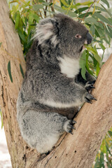 this is a side view of a koala eating leaves