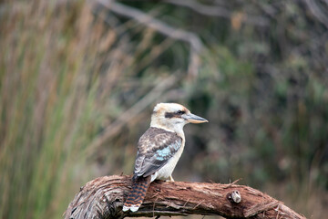 the kookaburra is a loud noisy bird they have a white body brown and blue wongs and a brown mask