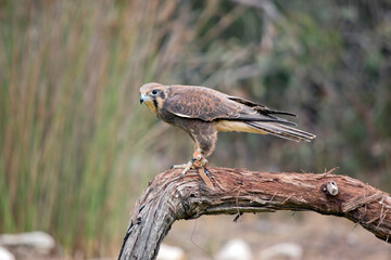 the brown falcon is mainly brown with some white feathers